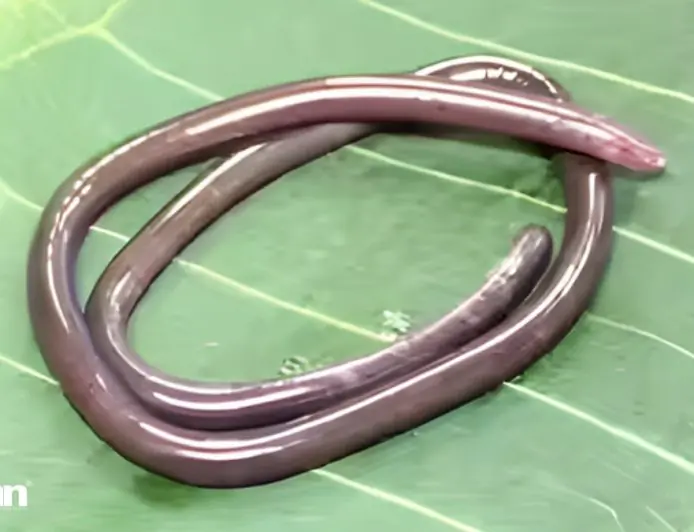 2026 Gegeneophis valmiki Discovery: Rare Amphibian Unearthed in India